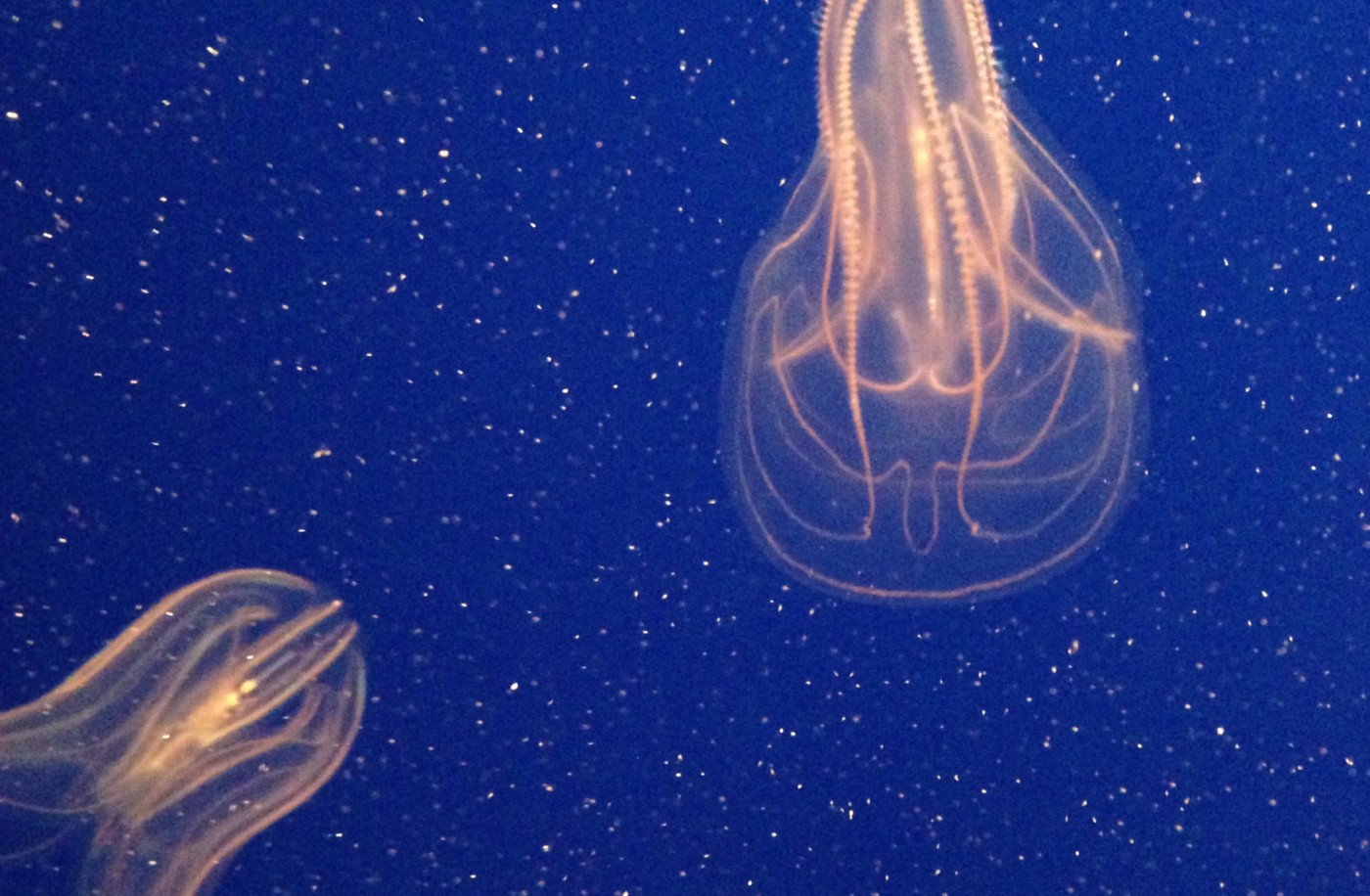 An image of jellyfish which is not related to the text of this article.