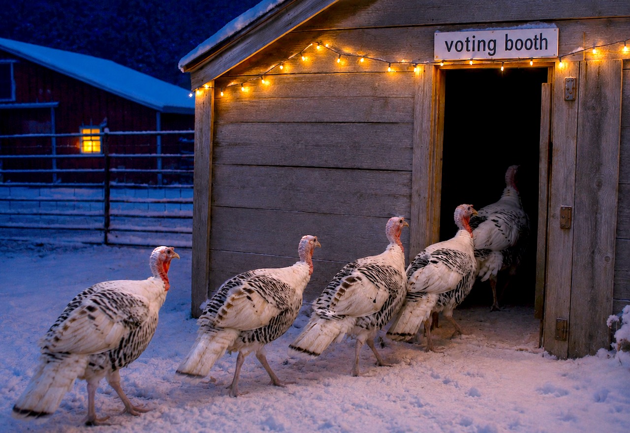 A group of turkeys voting for Christmas (or maybe not)